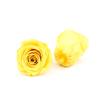 Buy cheap Immortal Diameter 5-6cm Preserved Rose Flower For Mothers Day from wholesalers