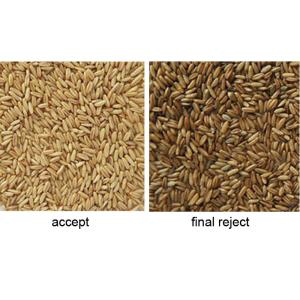 Grain Almond Kernel Colour Separation Machine , Optical Sorting Machine