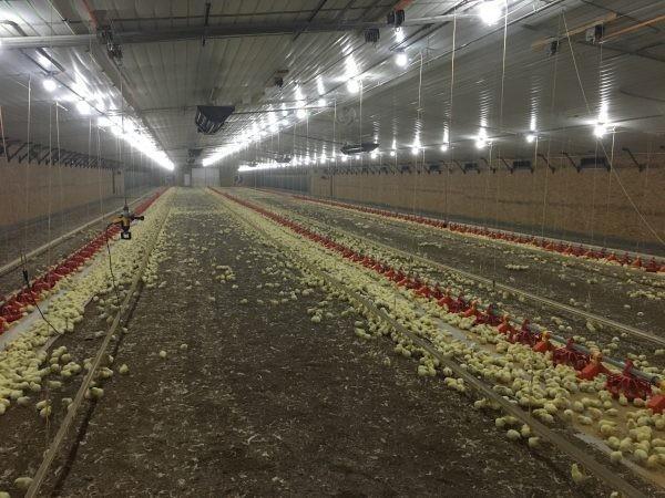 Galvanized Poultry Light Steel Frame Construction Bolts Connection Steel Chicken