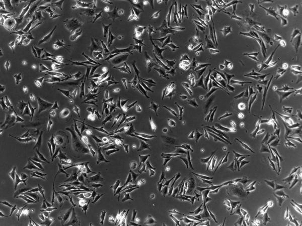 75cm2 TCT Flask Vent Cell Culture Consumables Vent Cap