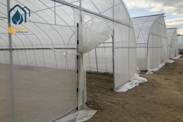 Commercial Industrial Single Span High Tunnel Tomato Plastic Agricultural