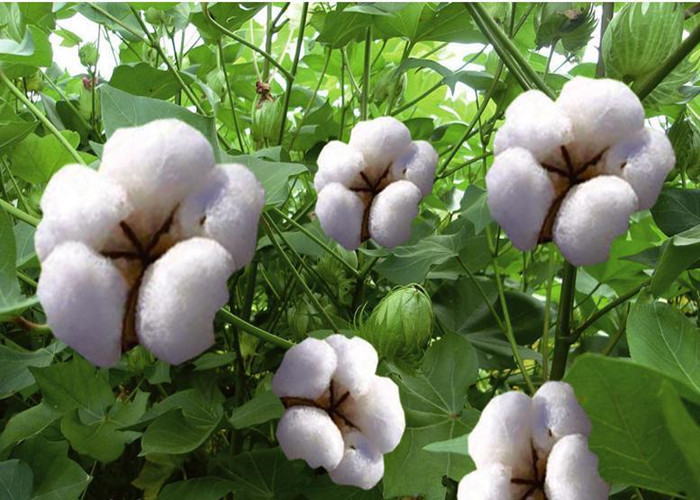 Light Yellow Organic Soluble Fertilizer Vegetable Origin All Crops Planting
