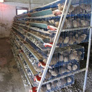  2000mm Wide Quail Cage For Hatching Quails High Durability Easy To Assemble Manufactures