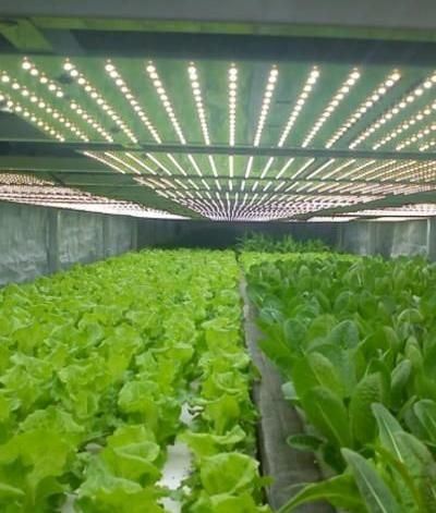 Lighting System for Container Greenhouses
