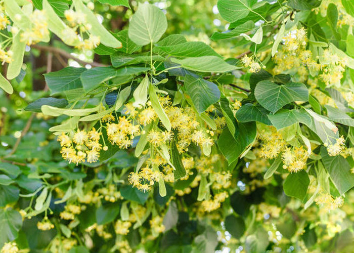 Detoxification White Pure Natural Linden Honey