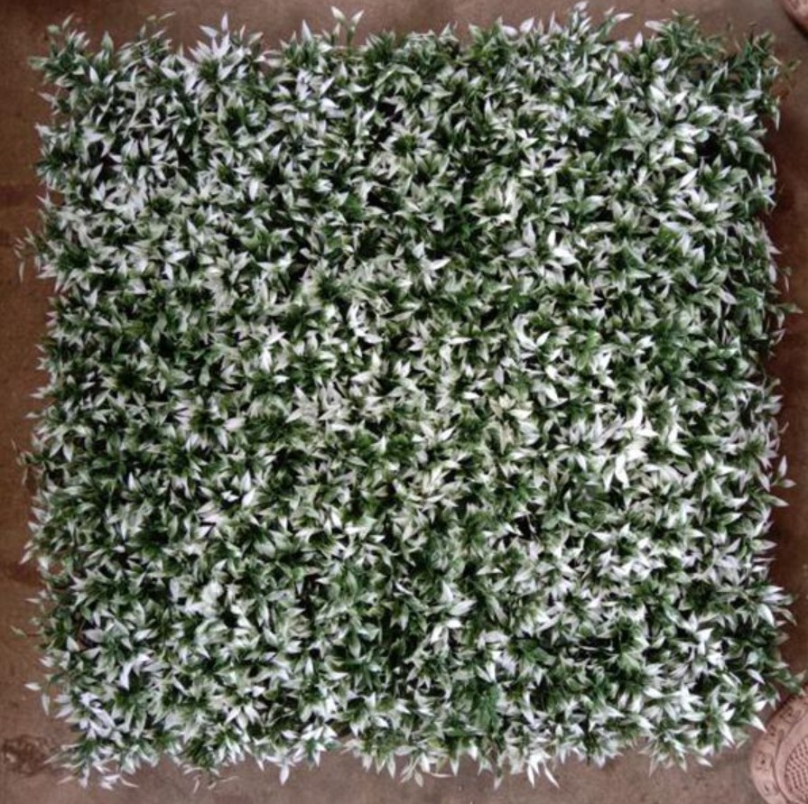 Artificial Wall Grass For Elevating Your Building'S Aesthetics With 50cm*50cm Size The Perfect Exterior Solution
