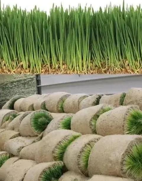 Container Forage Factory for Flower/Vegetable/Seed Breeding