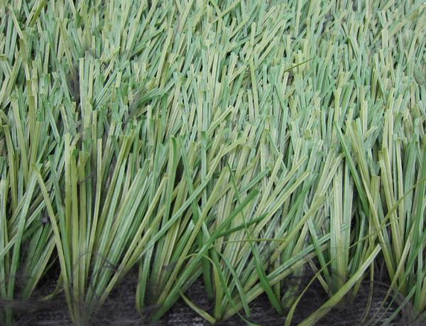 Professional Football Artificial Grass With Thiolon Yarn For Professional
