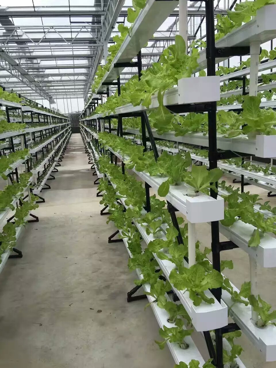 Chinese factory industrial hydroponics growing systems NFT for sale