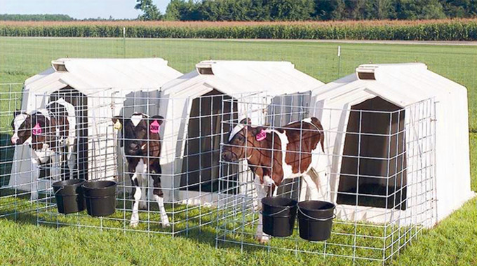Small rust proof Width 333cm Group Calf Hutch for Livestock