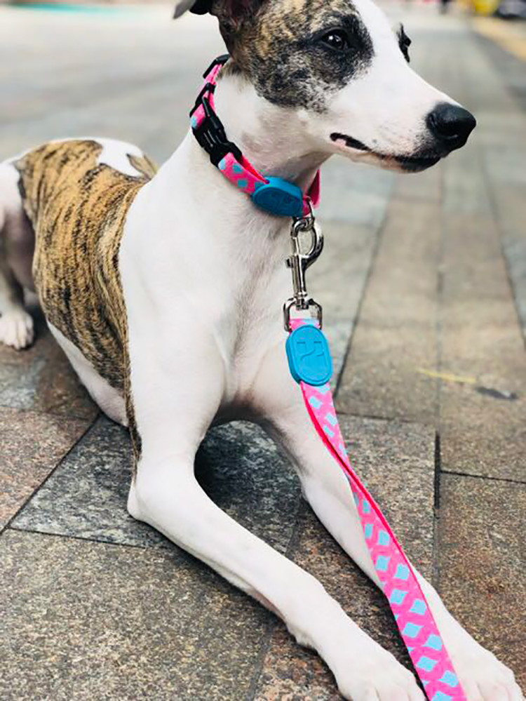 49ft 15m Custom Patterned Dog Leashes For Big Dogs Luxury Dog Leads