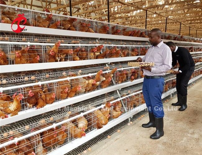 Semi Automatic 3.5mm Layer Battery Cage System Poultry Farming Equipment Ada