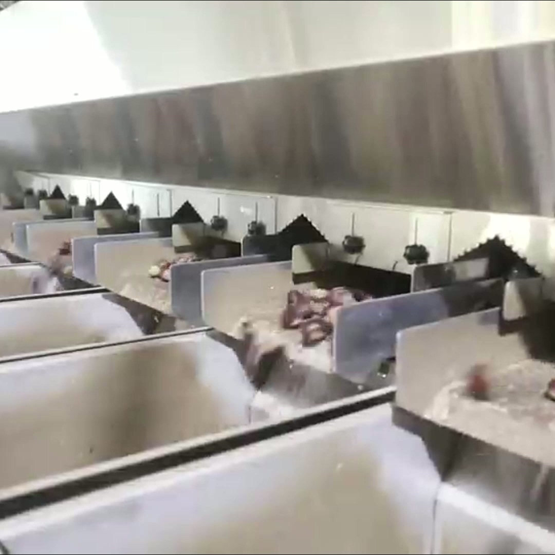 High Accuracy, Intelligent Chestnut Sorting Machine, with 6-12 lanes + 8 outlets