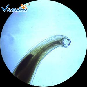 25pcs Set School Education 1.2mm Prepared Microscope Slides