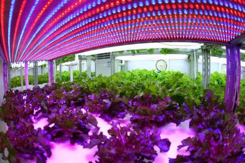 300Wled plant light led plant led grow lgihts for LED horticulture lighting big power laser light led