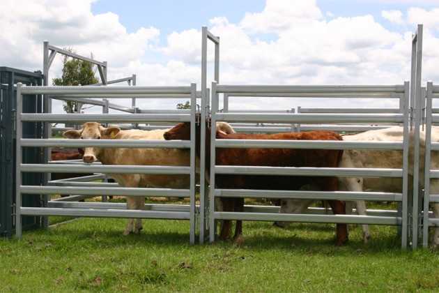 Used Cattle Corral Panels For Sale Permanent Yards Heavy Duty Cattle Yards