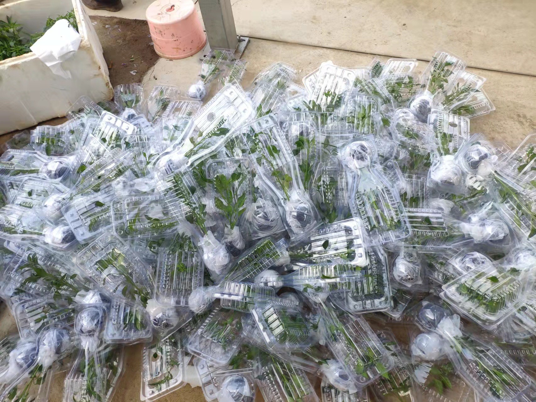 Plant Packing Box Plastic Live Plant Shipping Blister Box Clamshell Packaging For Plants