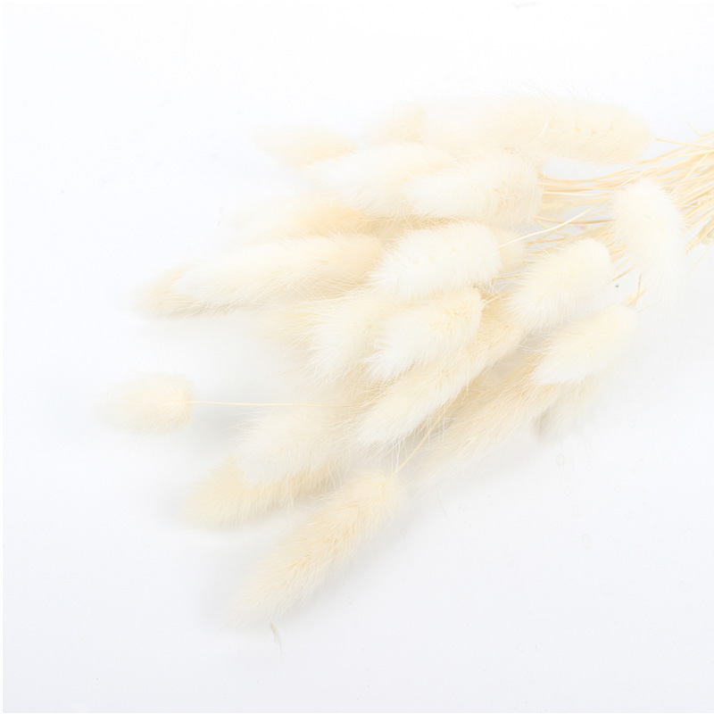 100% Natural Dried Rabbit Tail Grass , Pretty Dried Flowers Keep Freshness