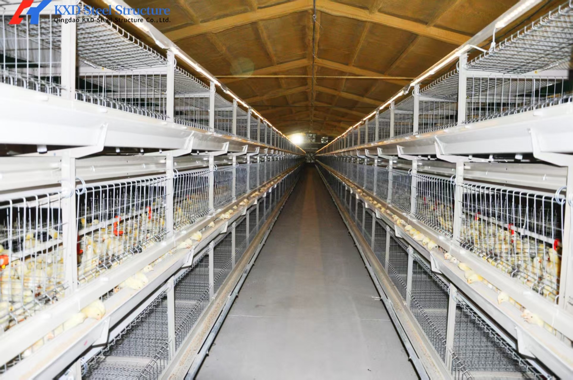 Poultry Farm Chicken Feeding Line Automatic Poultry Pan Feeding System