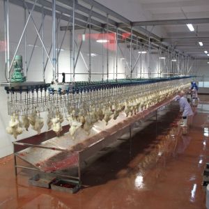 Customized Capacity Chicken Bleeding Line With Stainless Steel Slaughter Machine