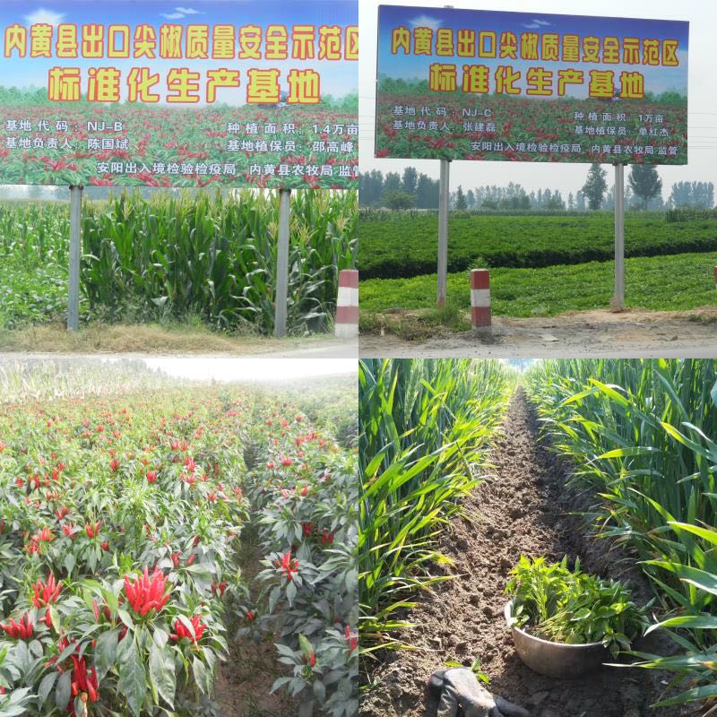 Sterilized Dried Red Chilli Peppers 4cm Asian Dried Chili Peppers HACCP