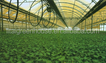 Customized Size Film Covered Poultry Farm Greenhouse Length 30-100m with Film Cover