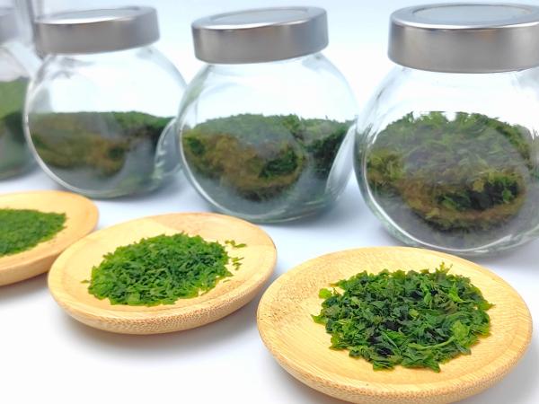 Crispy Ulva Lactuca Powder Dry Aonori Powder Dried Green Seaweed Powder Rich In
