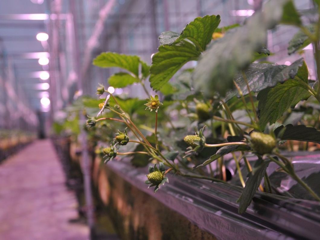 Vertical Farming Container Greenhouse with Substrate Culture System