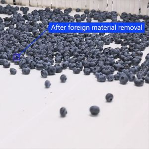 Computer Control Blueberry Sorting Machine 360 Degree Rotational Scanning