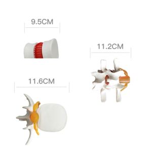 Vertebrae Column Anatomical Skeleton Model OEM For Studing