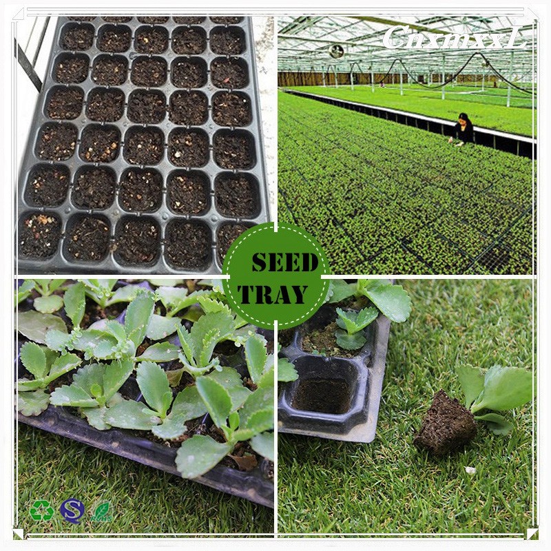 50 Cavity Transplanting Nontoxic Seed Germination Tray With Lid