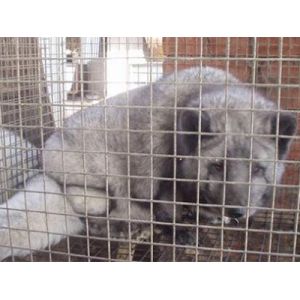 Breeding Galvanized Welded Steel Wire Mesh 3.0mm Aquaculture Net