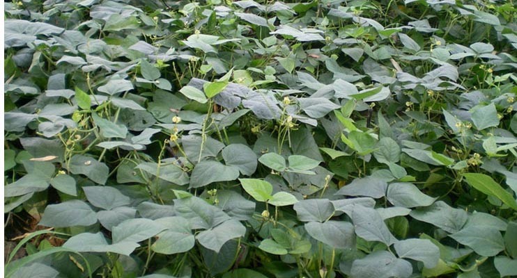 Purity Over 95% Natural Agricultural Products Huskless Green Mung Bean