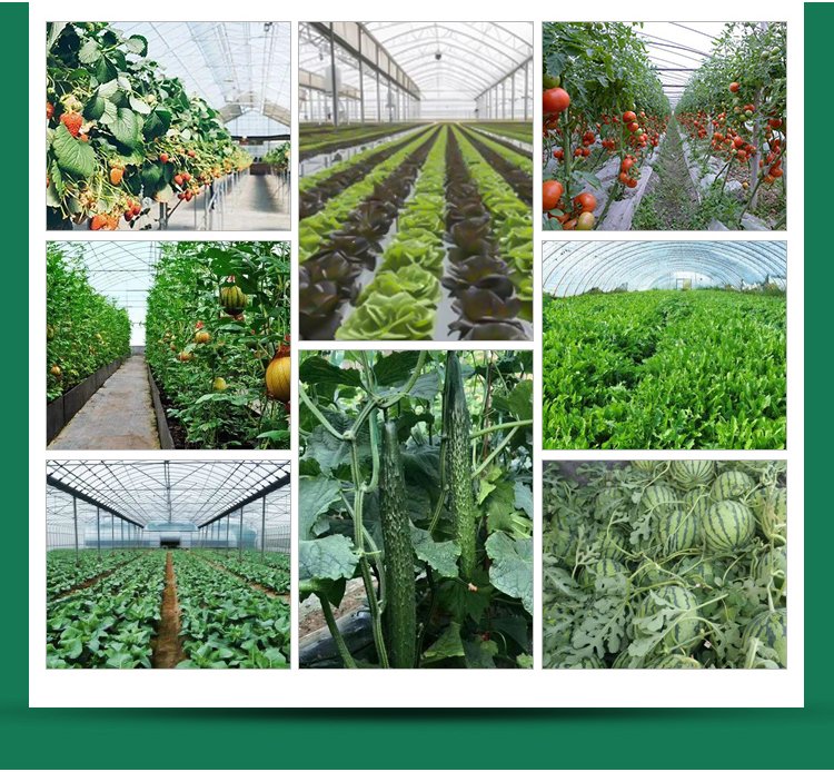 Multi-Span Agricultural Greenhouses Advanced Hydroponic Growing System for Section 4m/8m