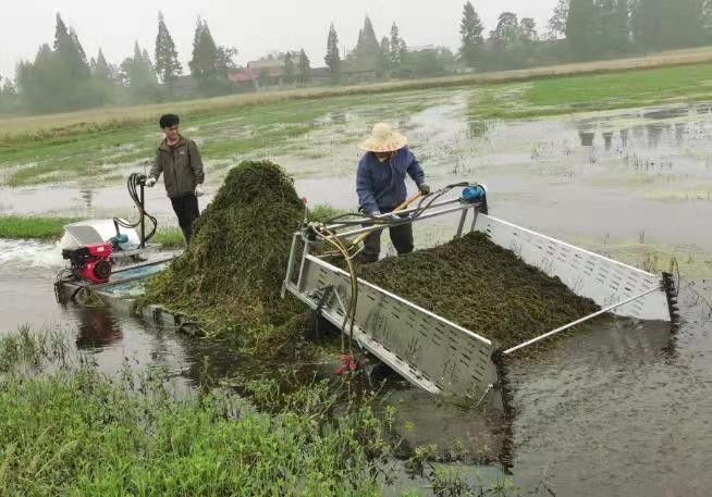 High Efficiency Aquatic Weed Harvester for River Cleaning Algae Cutting