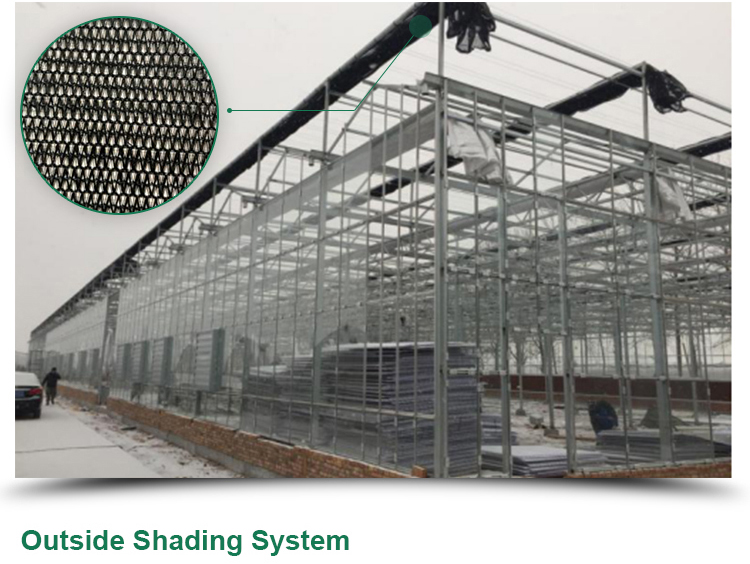 Optimize Tomato Production with 8m Width Glass Greenhouse and Farm Irrigation Systems