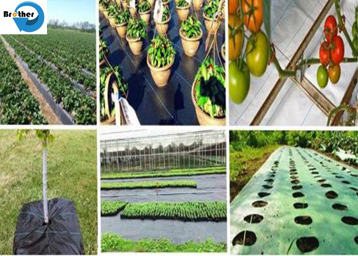 Qualified Free Samples Agriculture Woven PP Woven Plastic Ground Cover Landscape Fabric