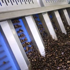 Food Grade Inshell Chestnut Sorting Machine 6 Channels