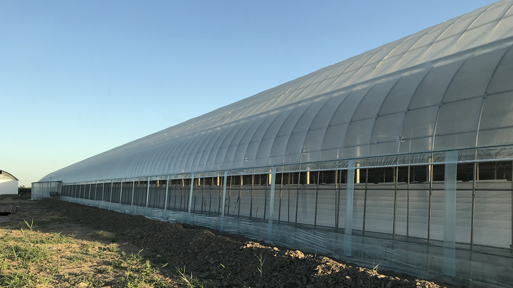 Film Cover Single-Span Agricultural Greenhouses for Agricultural Cultivation