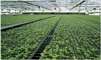 Hydroponic System for Aquaponics in Multi-Span Agricultural Greenhouse
