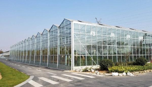 4mm Toughened Glass for Vegetable Plants Growing Greenhouse and Garden Glass