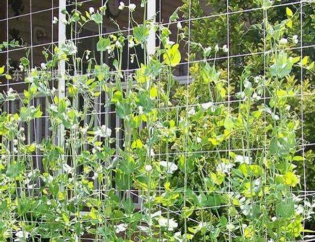 ISO9001 SS304 SS201 Plastic Coated Wire Mesh Panels For Support Of Plants