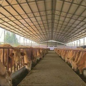 Easy Install Prefab Barns And Sheds , Metal Cattle Shed Construction