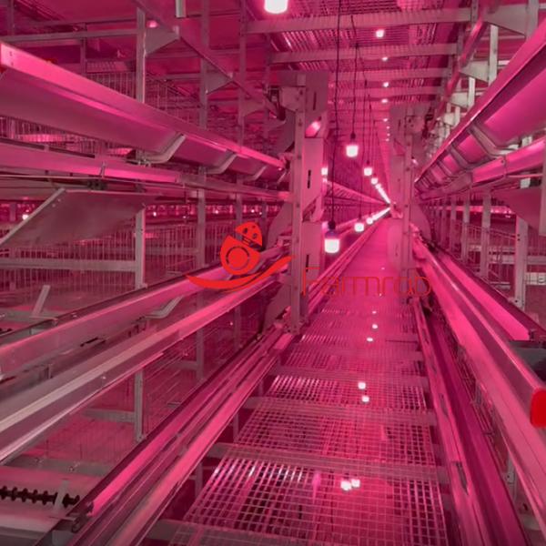 Quality Efficient Layer Chicken Cage System 275g/m² Coating Cage Farm for sale