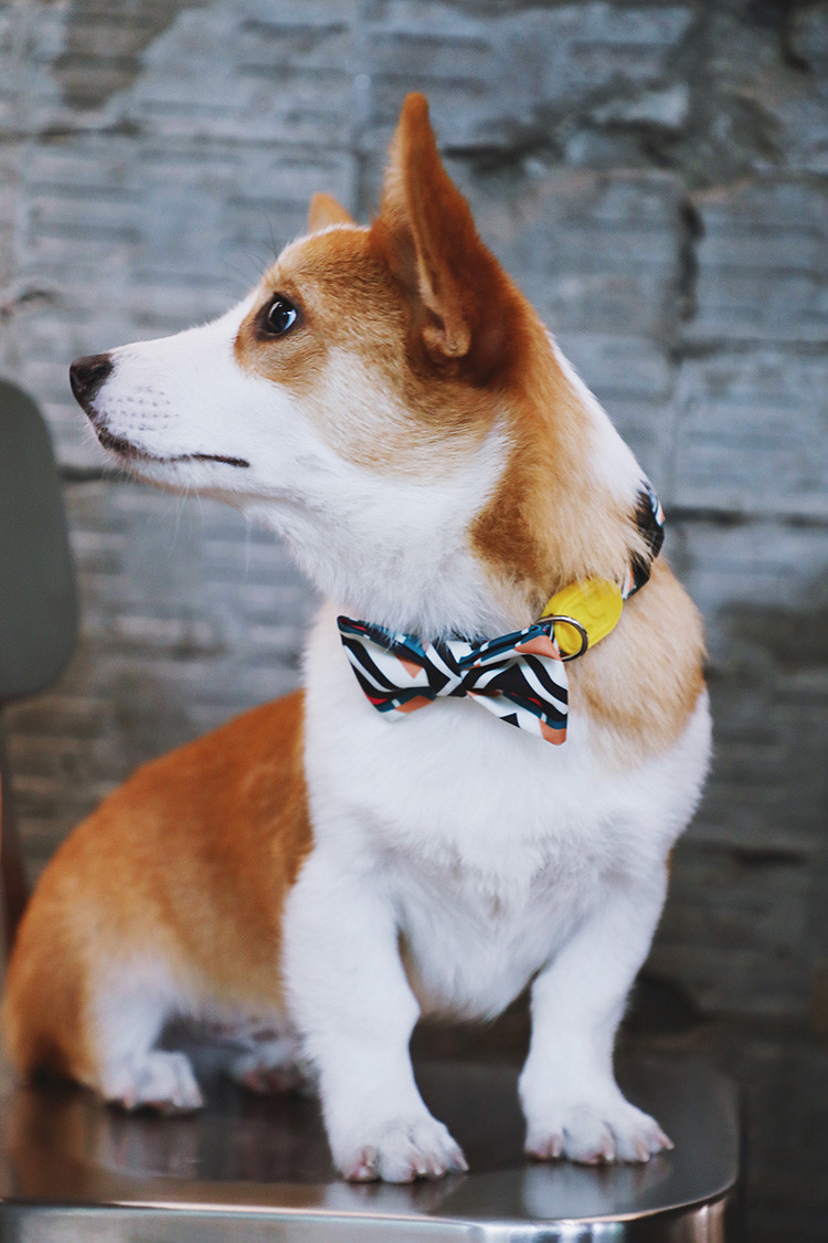 Fancy Wedding Female Dog Bowtie Collar Set For Holiday