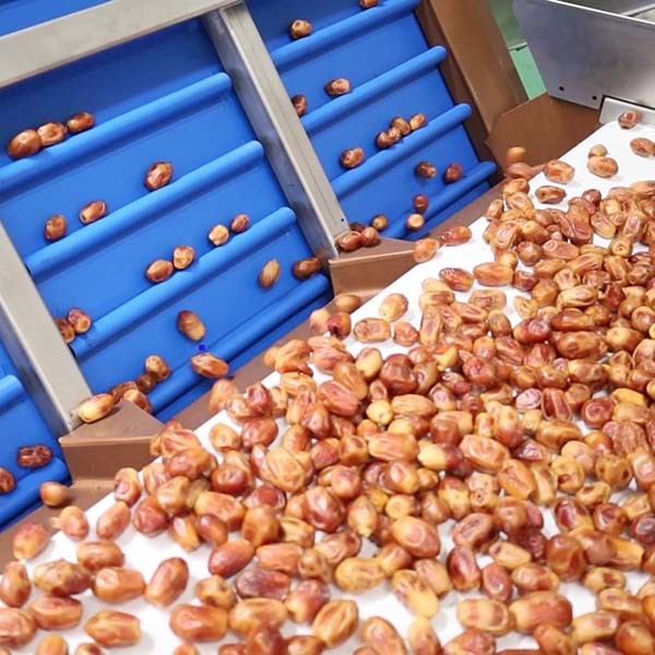Advanced 8-Lane Palm Dates Sorting Machine 2.0 Tons Per Hour With MD Certificate
