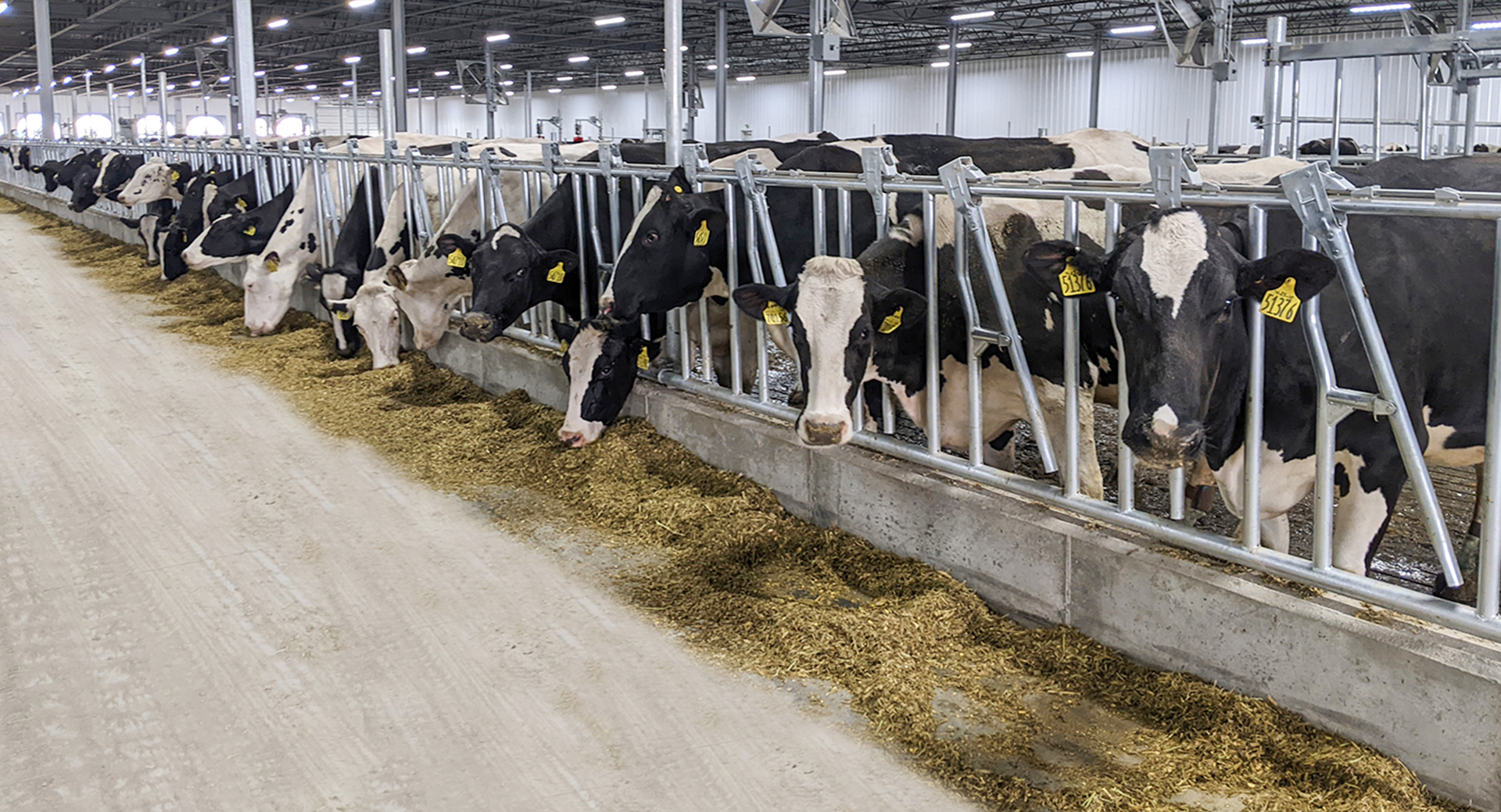 ISO9001 2008/CE/BV Certified Prefabricated Steel Beams H Beams Livestock Shed for Cow