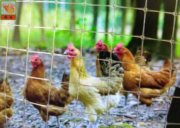 Transparent Plastic Netting Fence, Plastic Plastic Poultry Netting, 35GSM,