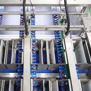 Optimal Size Sorting 1.4 Tons Per Hour 6-Lane Palm Dates Sorting Machine