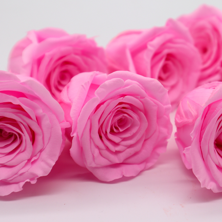 DIY Pink Preserved Rose Heads Pretty Appearance Keeping Everlasting Memory